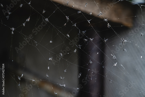 Web with trapped flies. Spider web on the dark background