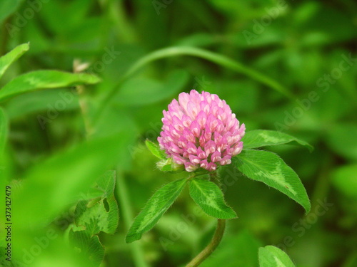 夏の朝の野原に咲く赤詰め草