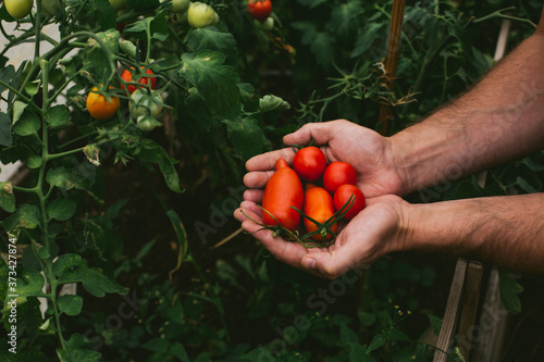 Fresh harvest of tomato in the hands of a farmer