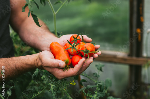 Red tomatoes in men's palms