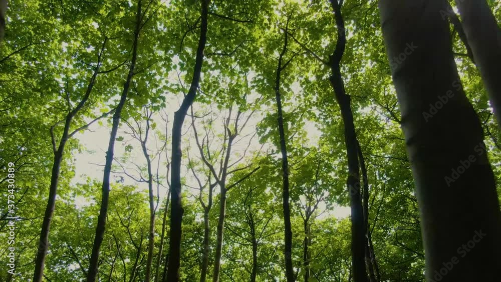 flying along a trail and showing the canopy of a forest flying along a trail and showing the canopy of a forest