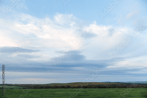 Green field and sky with clouds  grass in spring background  agricultural cereal crop