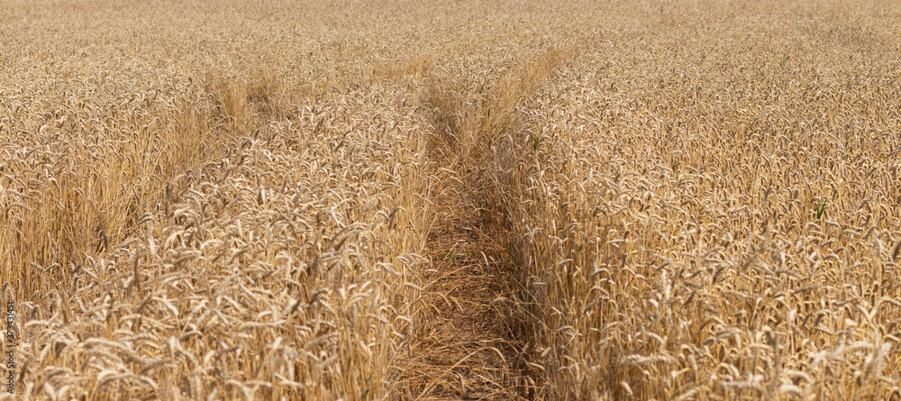 A path in a ripe wheat field at the end of August. A path in a ripe wheat field at the end of August.