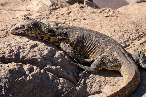 A nile monitor lizard sunning itself on a rock.