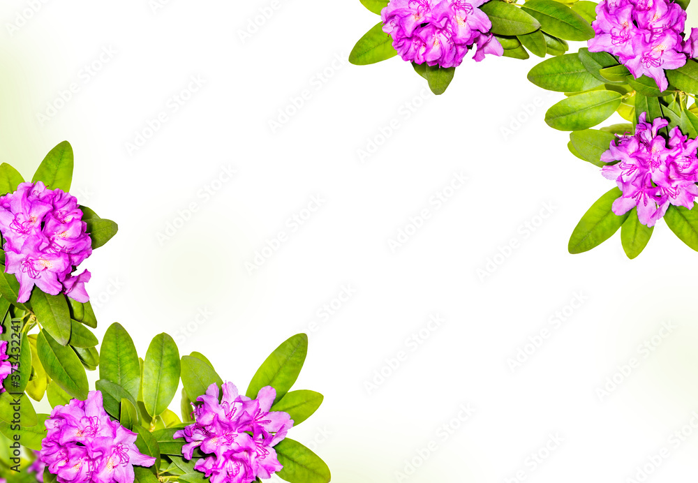 Beautiful pink purple branches with lush Rhododendron flowers and white background. Asian card for relax and meditation, de focused