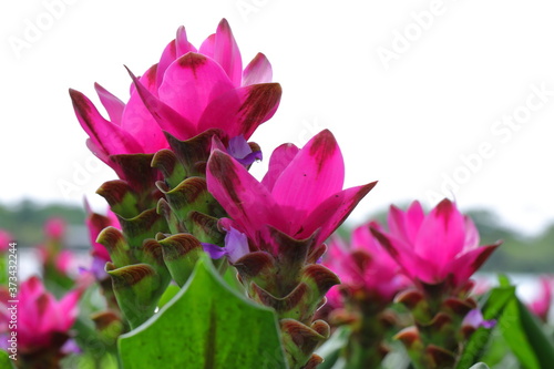 Closeup Pink Curcuma sessilis flowers in garden