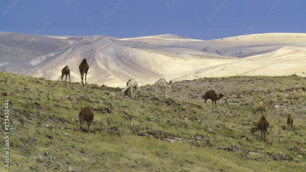 Camels in the Judean Desert, Israel, in spring time. Camels in the Judean Desert, Israel, in spring time.