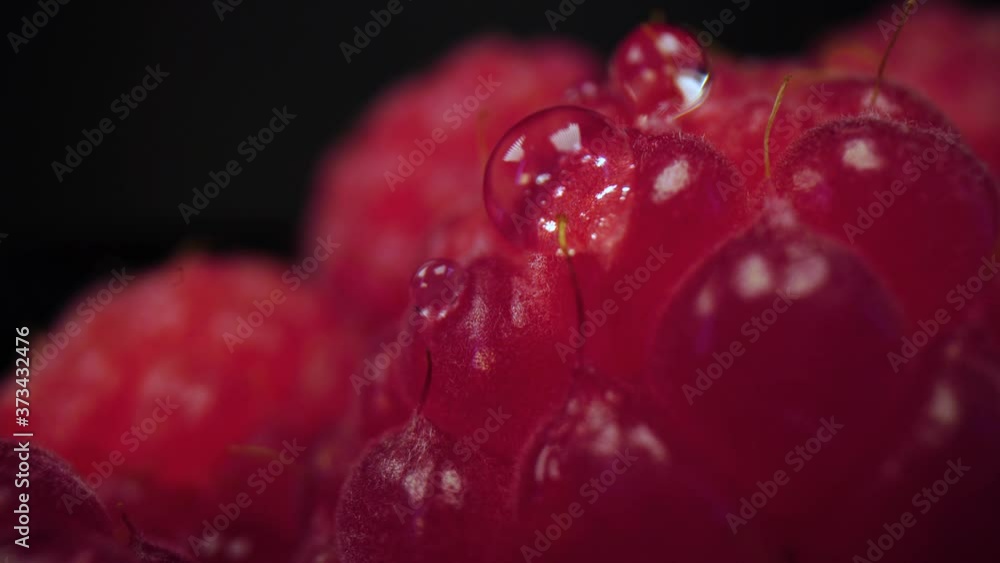 Macro view of raspberry sprinkled with water. Fresh, firm and tasty raspberry close up in 4K. Raw vegan summer snacks, forest berries.