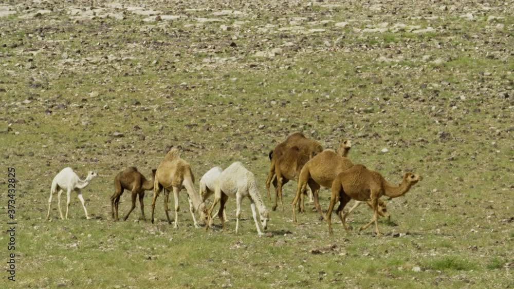 Camels and Bedouin in the Judean Desert Israel in spring time Camels and Bedouin in the Judean Desert Israel in spring time