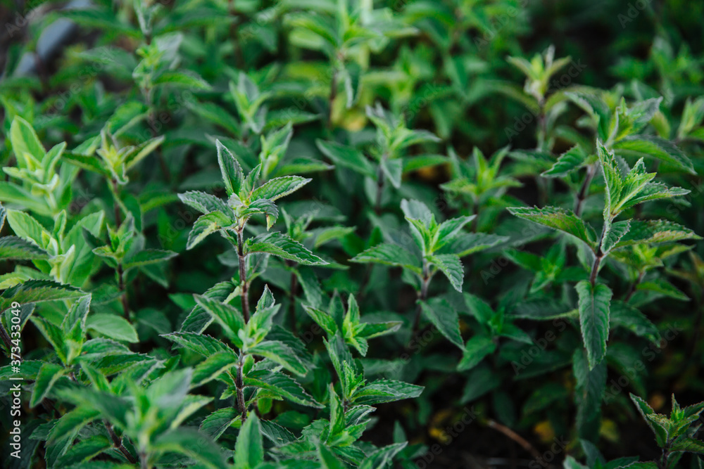 Fresh green mint leaves. Background with mint leaves. Ecology natural concept