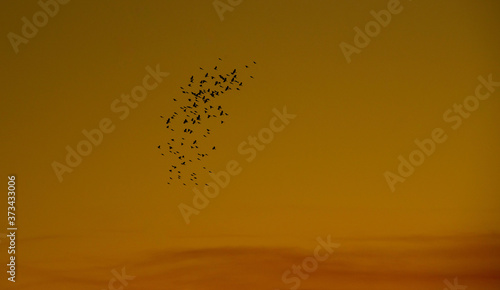 Flock of birds in silhouette in the late afternoon in the southern region of the Pampa Biome in southern Brazil