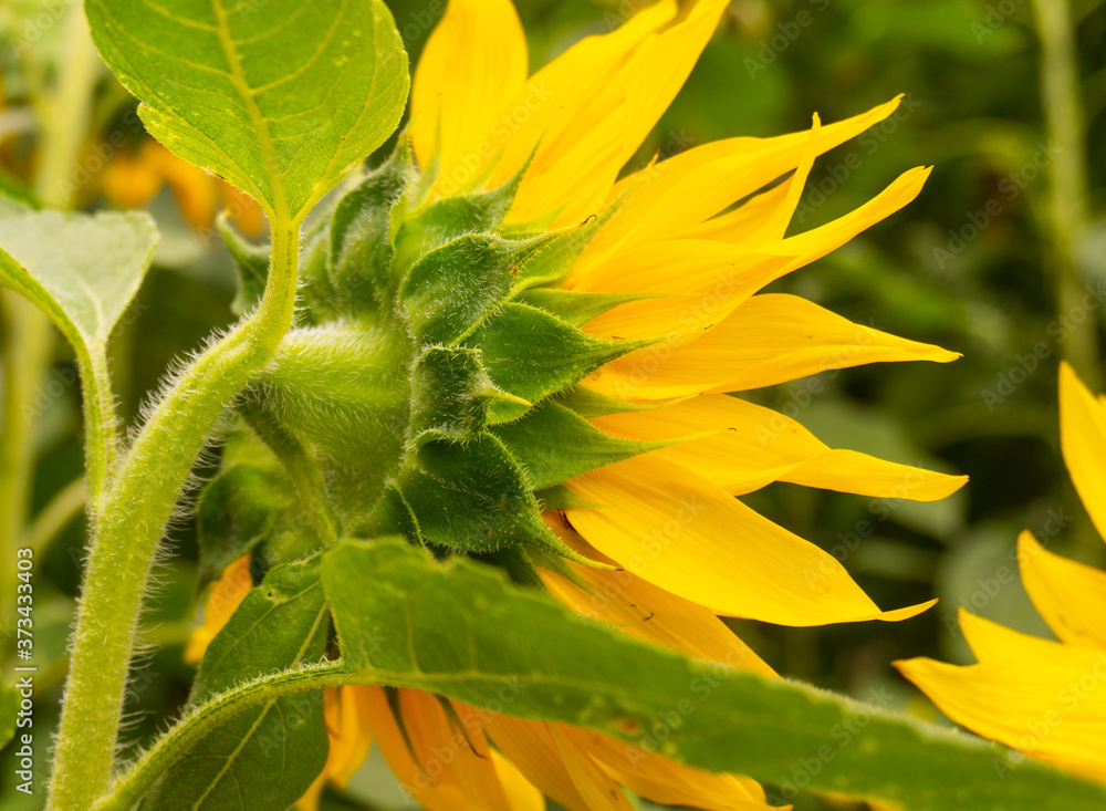 Fototapeta premium Rückseite einer schönen gelben Sonnenblume.