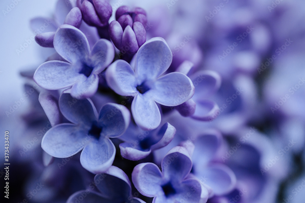 Branch with spring lilac flowers. Nature background. Close up Branch with spring lilac flowers. Nature background. Close up