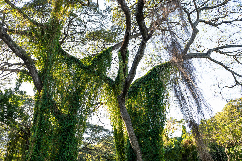 Fototapeta premium Overgrown tropical trees outside Havana Cuba