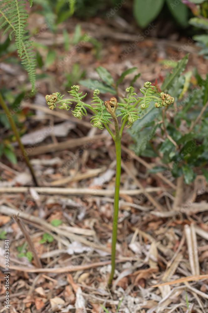 Fresh Green Forrest Woodlands Fern Fresh Green Forrest Woodlands Fern