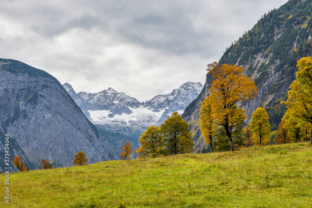 Maple trees at Ahornboden, Karwendel mountains, Tyrol, Austria