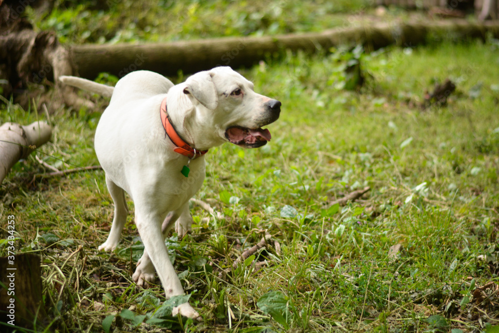 Beautiful abused rescued dogo argentino dog posing in forest