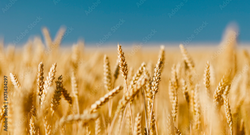 Fototapeta premium Golden field of ripened cereal, yellow wheat and rye against the blue sky.