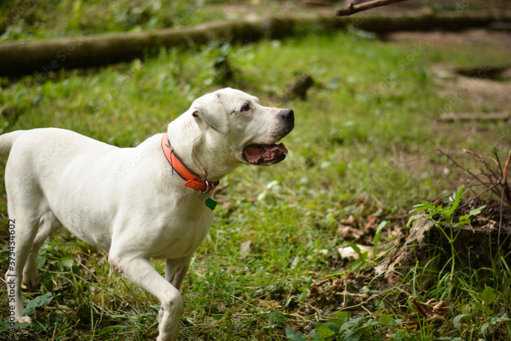 Beautiful abused rescued dogo argentino dog posing in forest