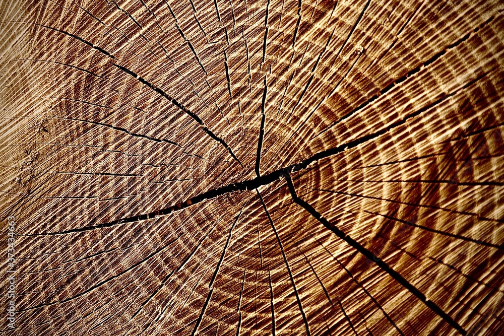 Fototapeta premium Tree