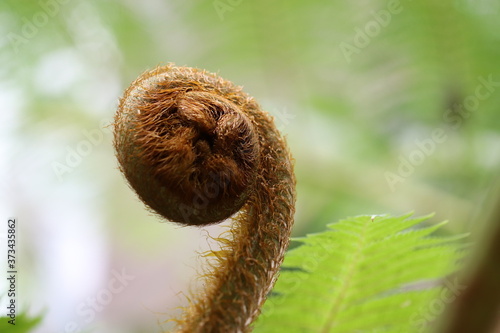 小笠原諸島特産のヘゴ科シダのマルハチ Cyathea mertensiana, a special fern from the Ogasawara Islands. photo