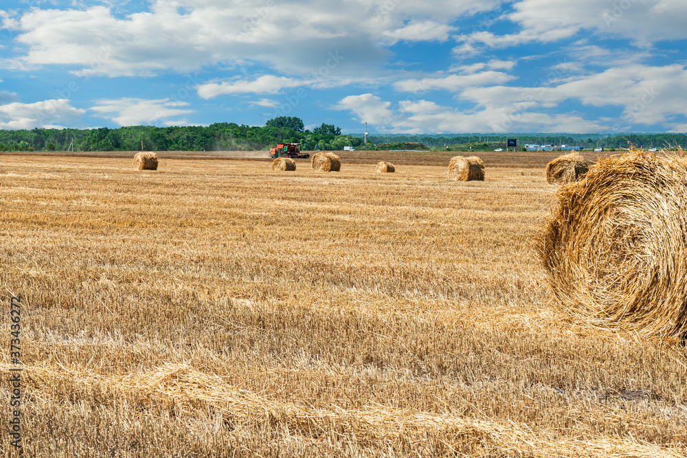 Fototapeta premium Mowing of grain crops and piling hay and straw into rolls