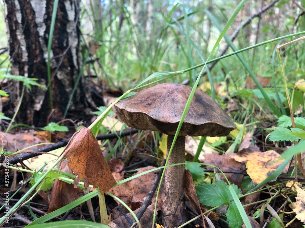 Forest mushroom close-up with leaves on Forest mushroom close-up with leaves on