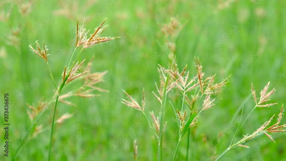 Nut Grass (Cyperus rotundus L.) on green background. Nut Grass (Cyperus rotundus L.) on green background.