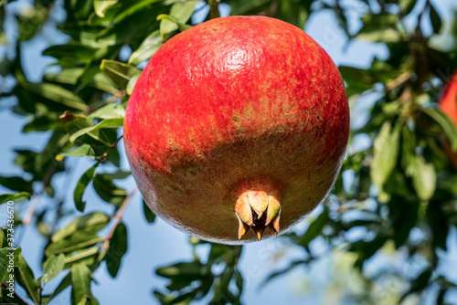 Ripe pomegranate fruit. Freshly picked pomegranate from tree branch