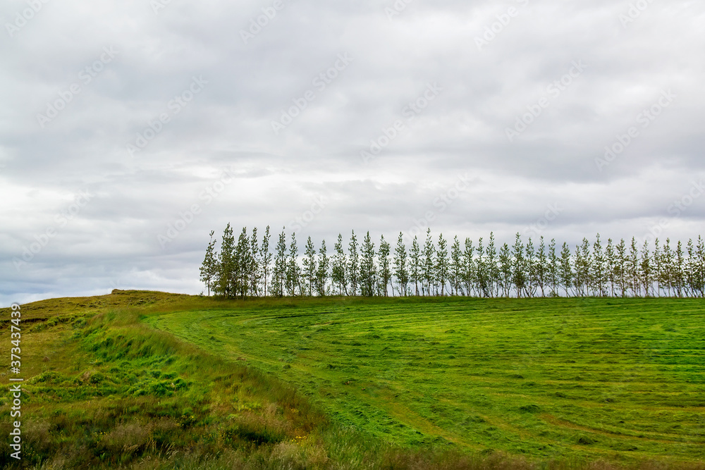 Row of trees acting as a windbreak in Iceland