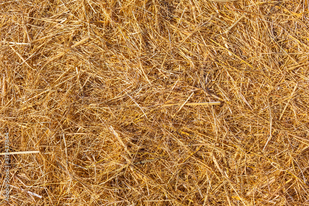 Surface of Straw Texture / Dry golden straw stalks background Surface of Straw Texture / Dry golden straw stalks background