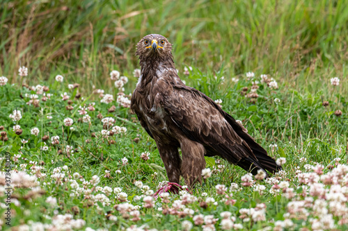 Schreiadler, lesser spotted eagle, petit aigle tacheté, quodcumque furvum luminare minus aquilae, aquila pomarina