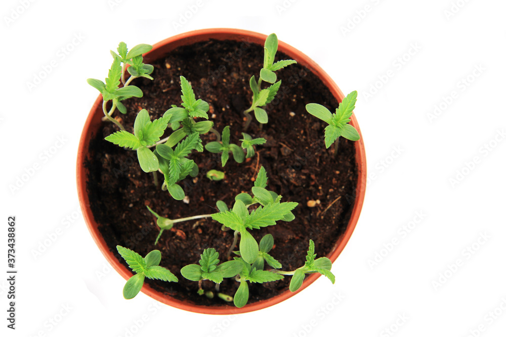 small marijuana plants small marijuana plants