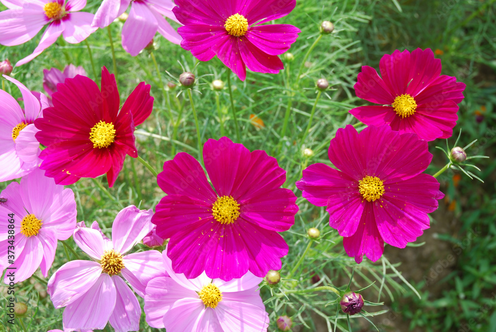the field of cosmos flower / 秋のコスモス畑 (クローズアップ接写) the field of cosmos flower / 秋のコスモス畑 (クローズアップ接写)
