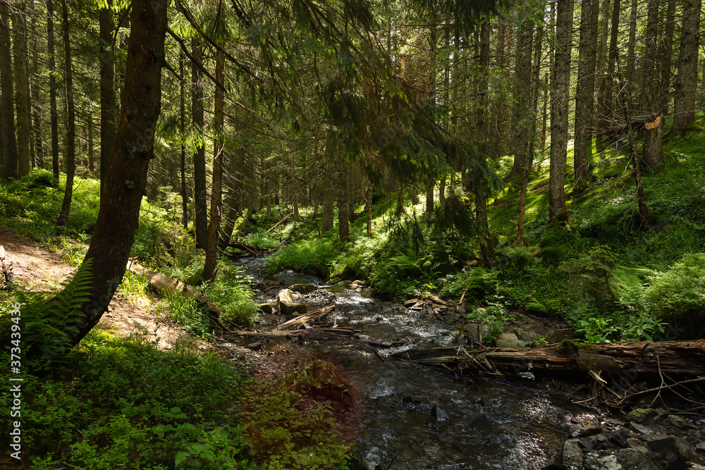 Coniferous mountain forest with a mountain river. Carpathians. Ukraine. Holidays in the mountains. Tourism. Outdoor activities. Coniferous mountain forest with a mountain river. Carpathians. Ukraine. Holidays in the mountains. Tourism. Outdoor activities.