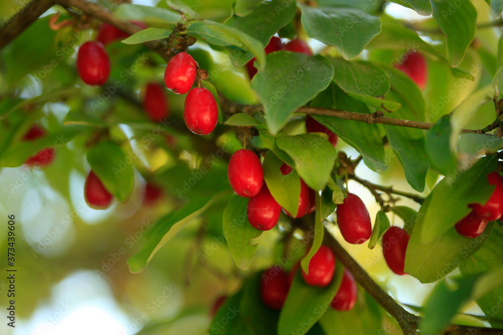 Red berries in summer garden Red berries in summer garden