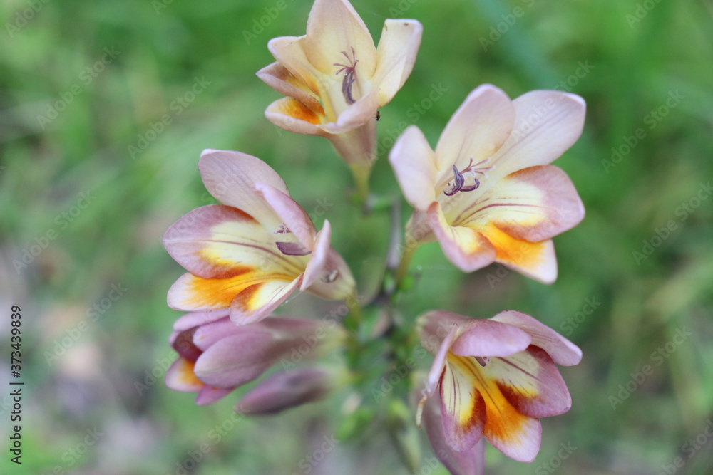 Freesia flowers are wild perennial bulb with delightful scents. Growing like weeds in Australia during spring.