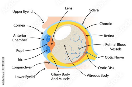 Eye parts with English name vector illustration. Ophthalmologist clinic banner template. Eye structure and function. Medical education basics. Anatomical scheme of human eye. Visual sense