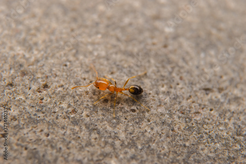 ant on the stone 