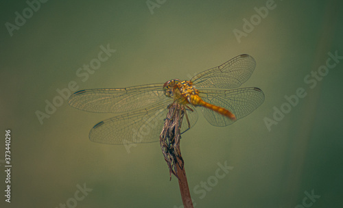 Dragonfly © ghostdom