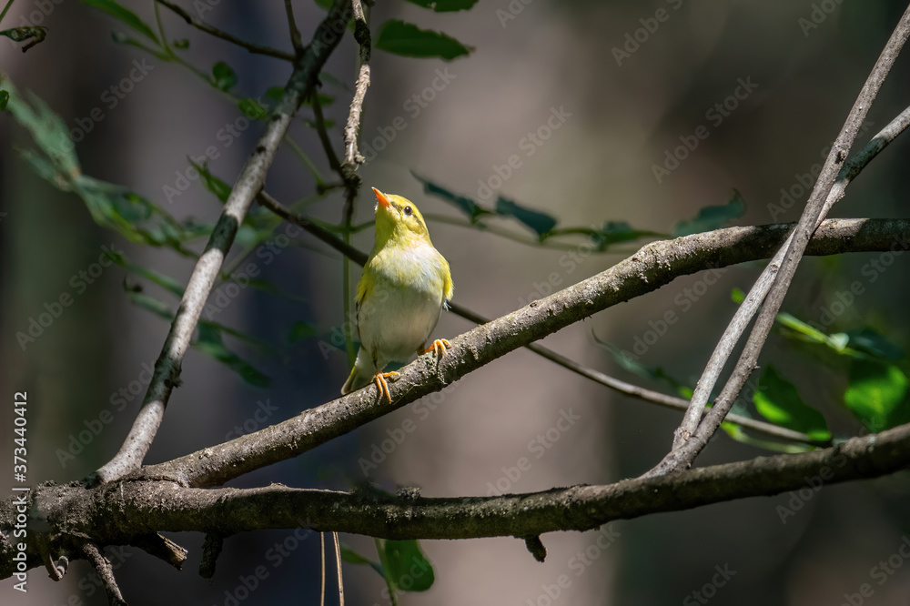 Wood warbler phylloscopus sibilatrix singing on branch Wood warbler phylloscopus sibilatrix singing on branch