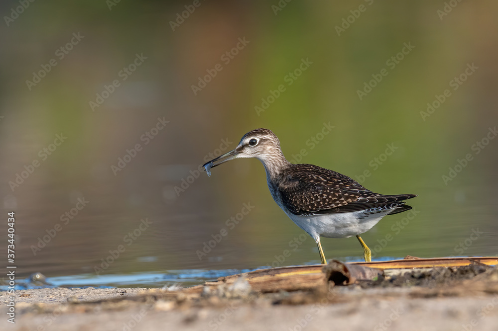 Sandpiper, Wood sandpiper (Tringa glareola) Sandpiper, Wood sandpiper (Tringa glareola)