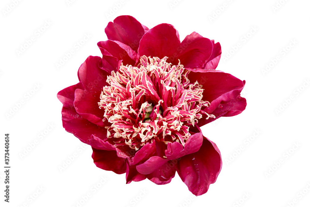 red peony flower isolated on white red peony flower isolated on white
