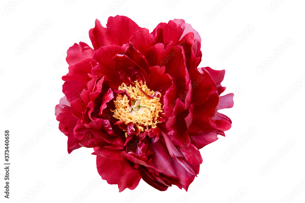 red peony flower isolated on white red peony flower isolated on white