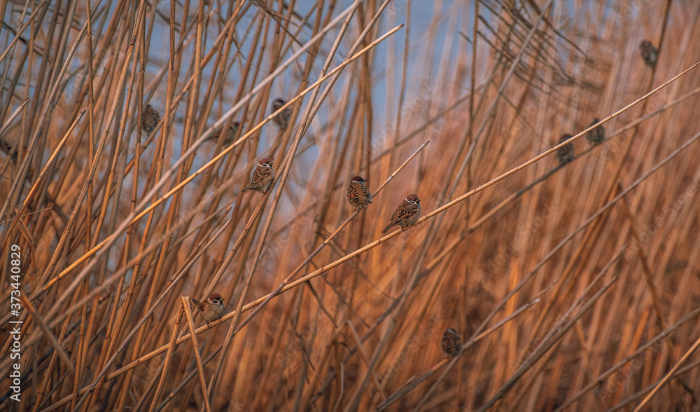 Fototapeta premium Wild bird