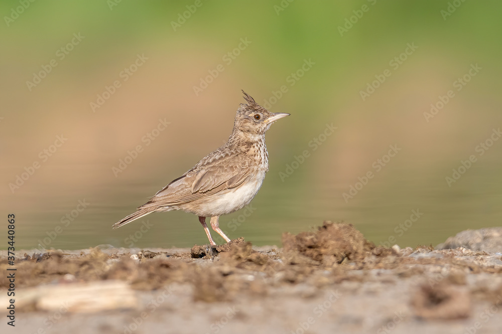 Crested Lark or Galerida Cristata outdoor in nature Crested Lark or Galerida Cristata outdoor in nature