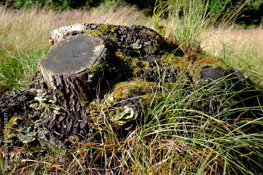 Obraz premium Baumstumpf einer Eiche