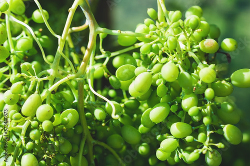 Bunches of green grapes close up.