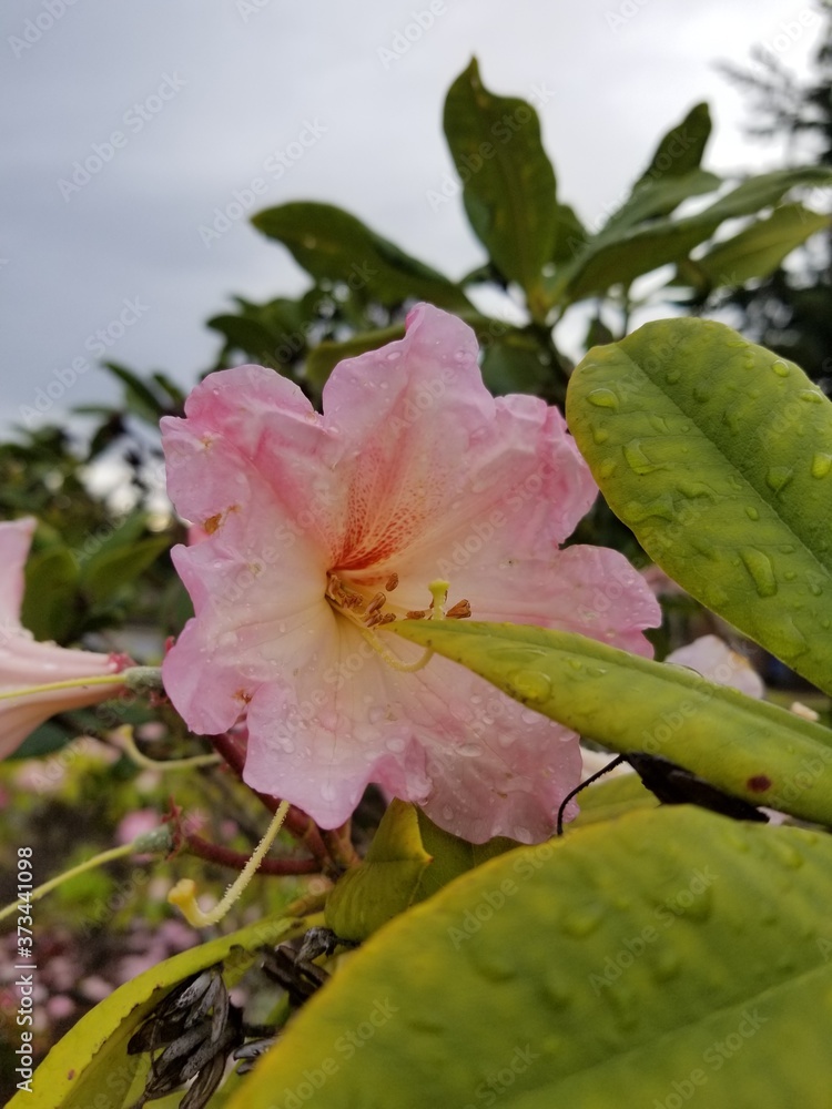 Obraz premium pink and yellow flower and foliage with raindrops on them