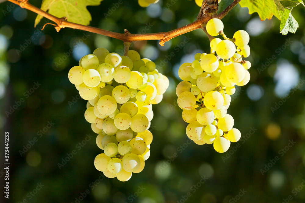 Close-up of a bunch of grapes for white winde in a vineyard